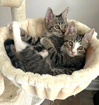 Kitten Ariel - Photo 5