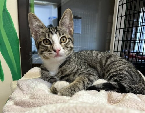 KITTEN ARIEL - Domestic Short Hair available for adoption