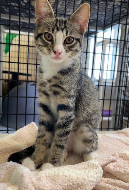 KITTEN ARIEL - Domestic Short Hair available for adoption