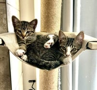 Kitten Ariel - Photo 4