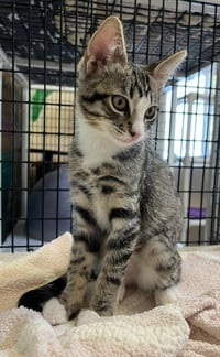 Kitten Ariel - Photo 3