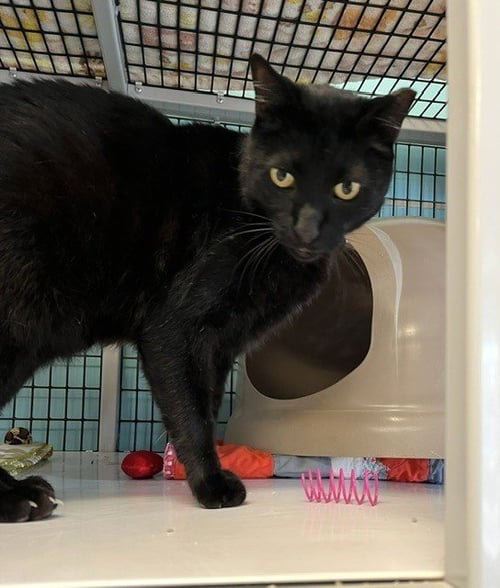 BIGGIE - Domestic Short Hair available for adoption