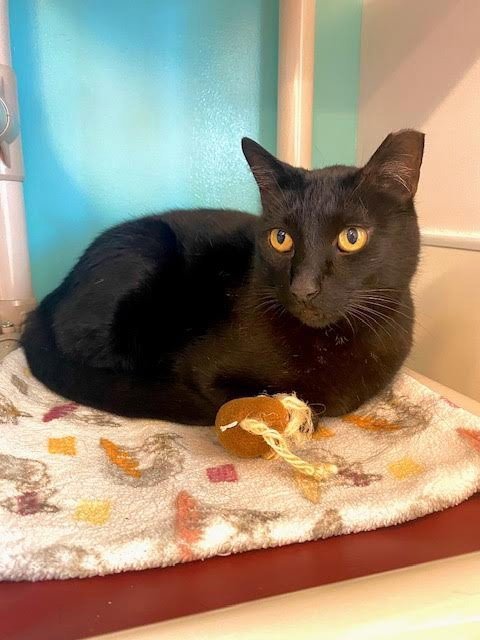 BIGGIE - Domestic Short Hair available for adoption