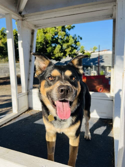 BOWSER - Australian Shepherd / German Shepherd Dog available for adoption