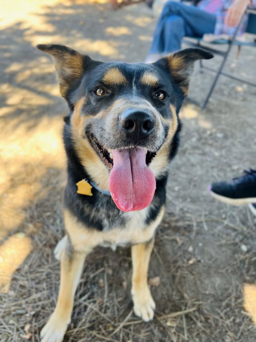 BOWSER - Australian Shepherd / German Shepherd Dog available for adoption