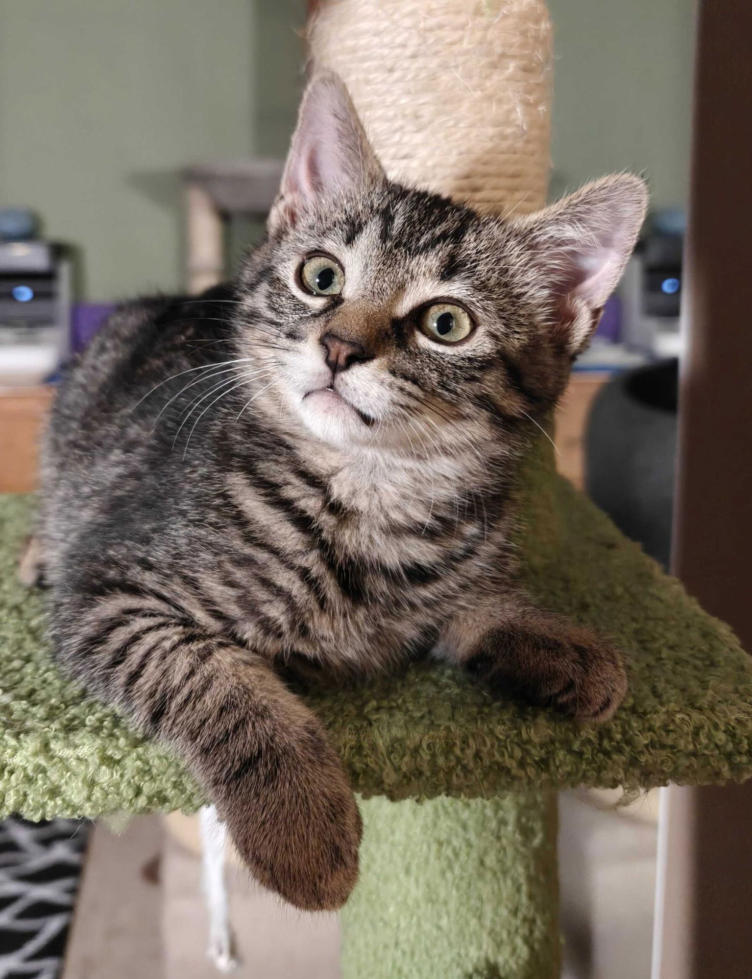 KITTEN CORALINE - Domestic Short Hair available for adoption