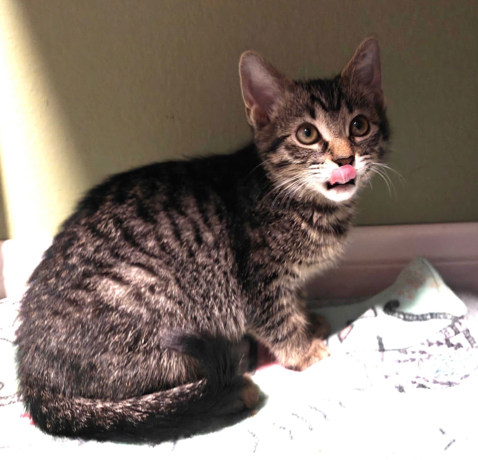 KITTEN CORALINE - Domestic Short Hair available for adoption
