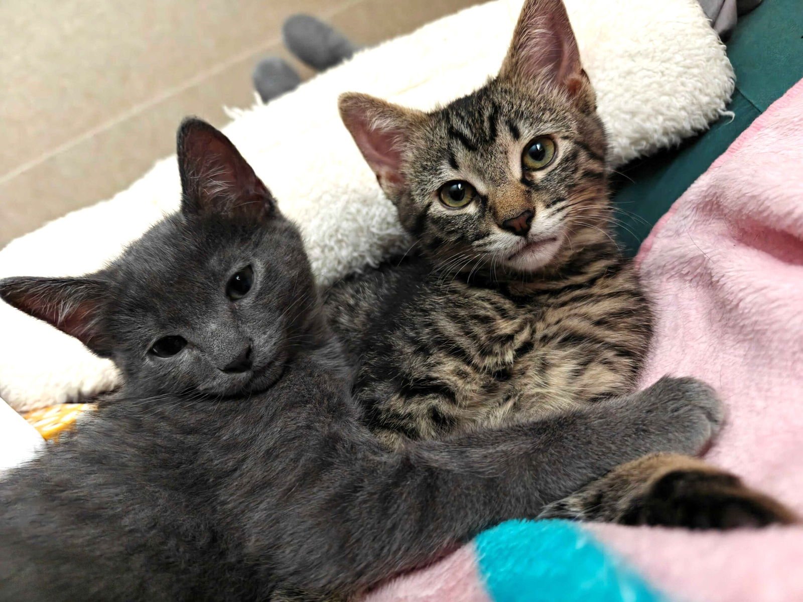 Kitten Coraline - Photo 4