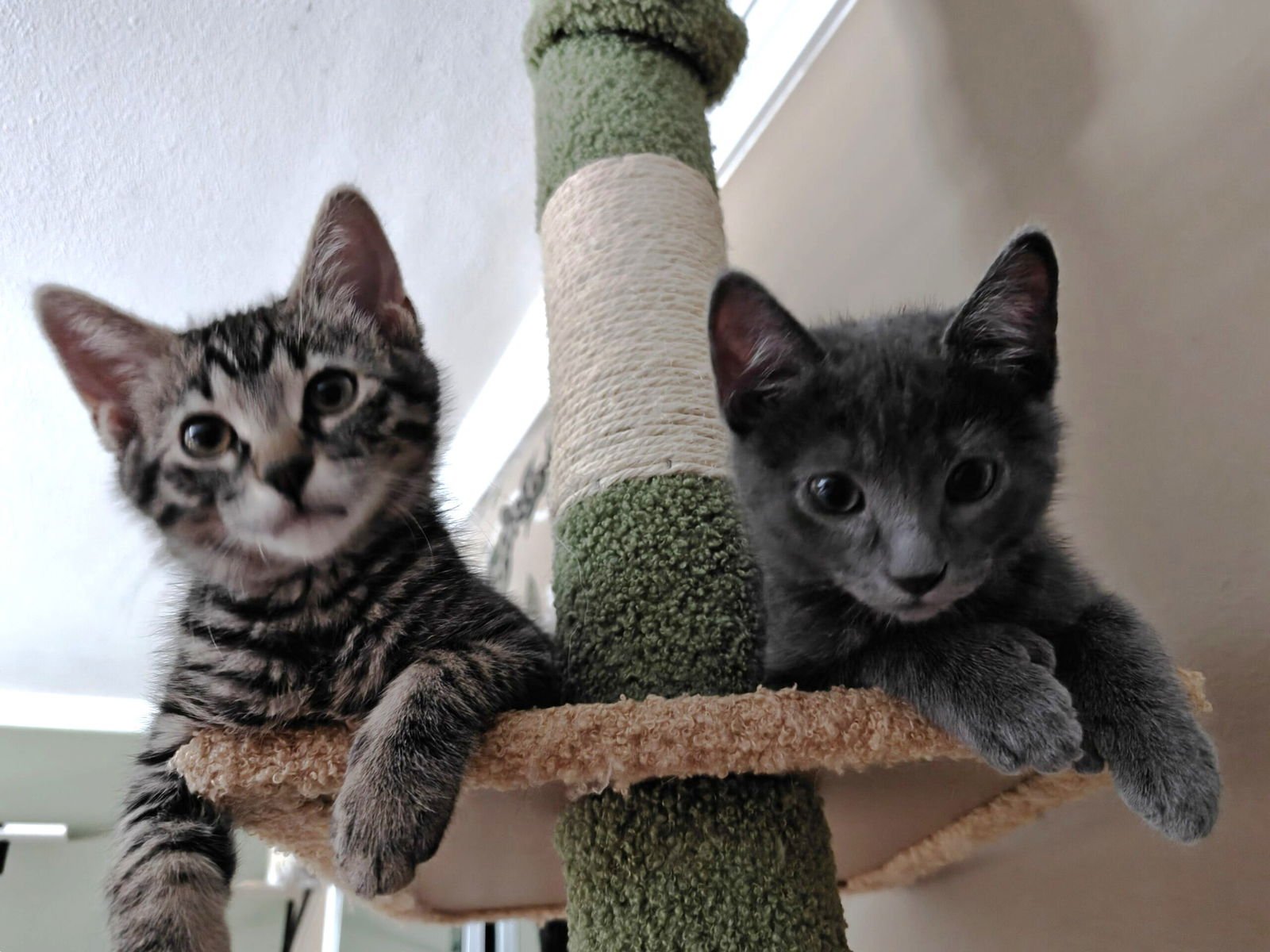 Kitten Coraline - Photo 5