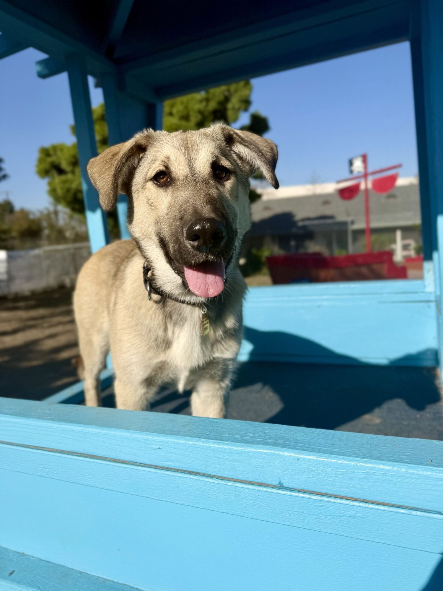 REDFORD - Husky / Shepherd available for adoption