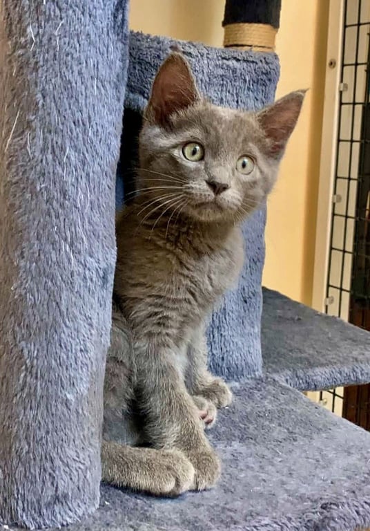 Kitten Quindarius Image