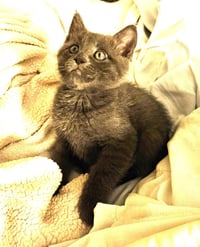 Kitten Quindarius - Photo 2