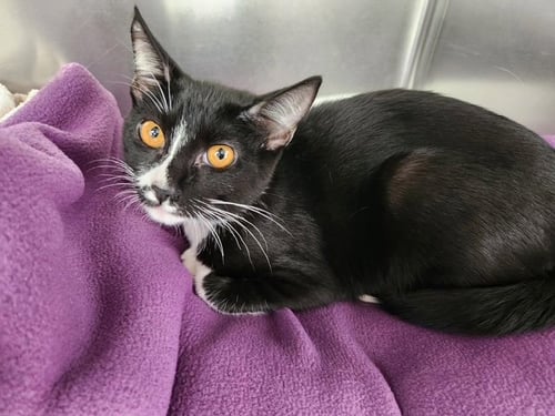 KITTEN GENESIS - Domestic Short Hair available for adoption
