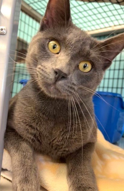 EARL - Domestic Short Hair available for adoption