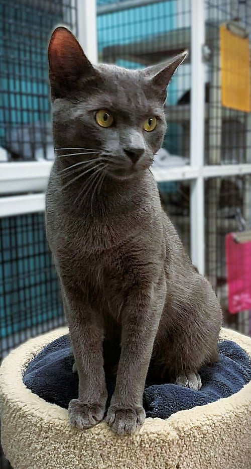 EARL - Domestic Short Hair available for adoption
