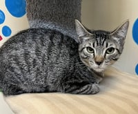 Kitten Lemonhead - Photo 3