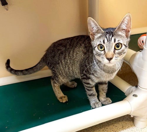 KITTEN LEMONHEAD - Domestic Short Hair available for adoption