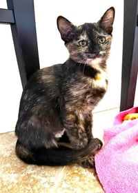 Kitten Vanity - Photo 2