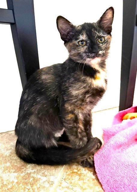 KITTEN VANITY - Domestic Short Hair / Tortoiseshell available for adoption