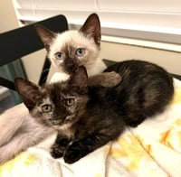 Kitten Vanity - Photo 3