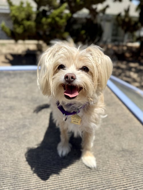 JELLYBEAN - Terrier available for adoption