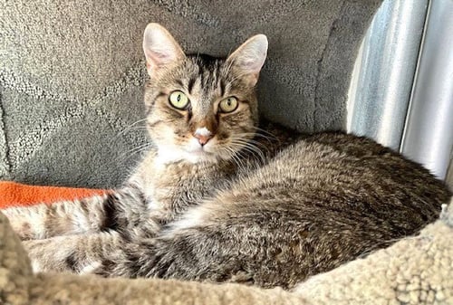 GRETZKY - Domestic Short Hair available for adoption