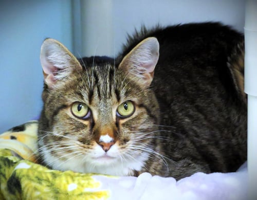 GRETZKY - Domestic Short Hair available for adoption