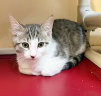 Kitten Scout - Photo 1