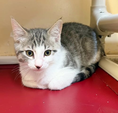 KITTEN SCOUT - Domestic Short Hair available for adoption