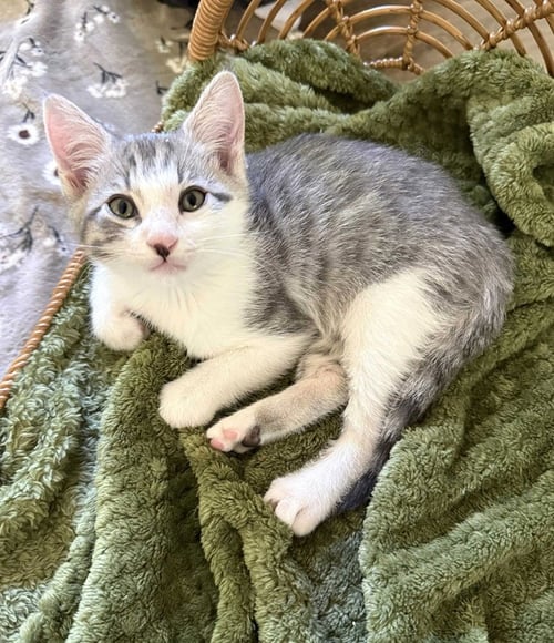 KITTEN SCOUT - Domestic Short Hair available for adoption