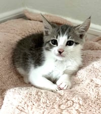 Kitten Scout - Photo 3