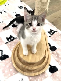 Kitten Scout - Photo 4