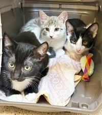 Kitten Scout - Photo 5