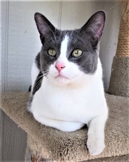 BEN - Domestic Short Hair available for adoption