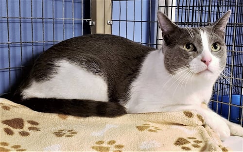 BEN - Domestic Short Hair available for adoption