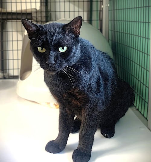 CLEM - Domestic Short Hair available for adoption