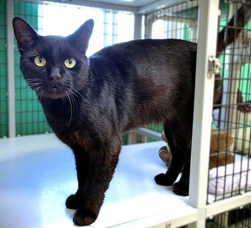 CLEM - Domestic Short Hair available for adoption