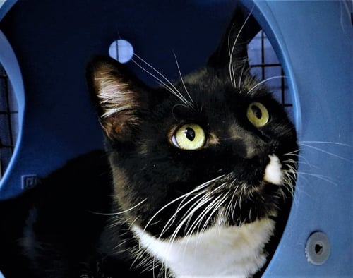 BART (AKA BARTLEBY) - Domestic Short Hair available for adoption