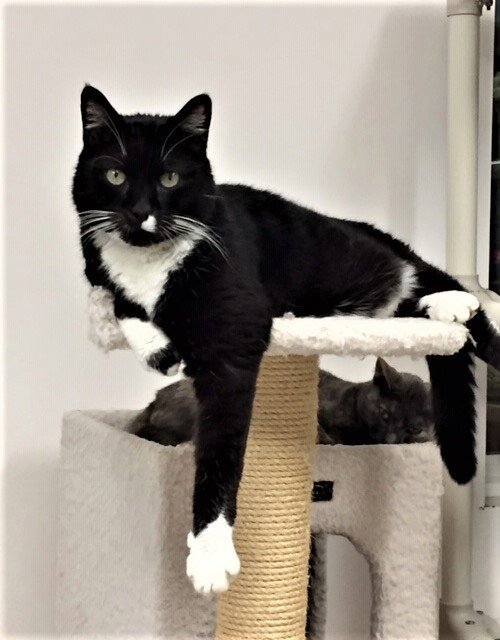 BART (AKA BARTLEBY) - Domestic Short Hair available for adoption