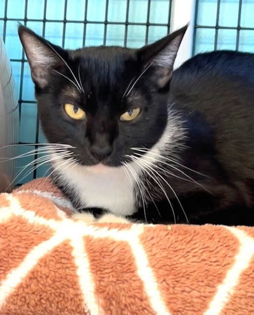 SAMI - Domestic Short Hair available for adoption