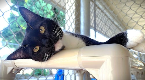 SAMI - Domestic Short Hair available for adoption