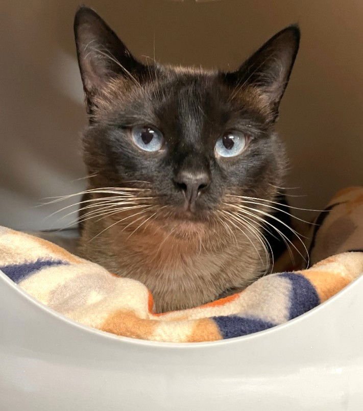 MARLEY - Siamese available for adoption