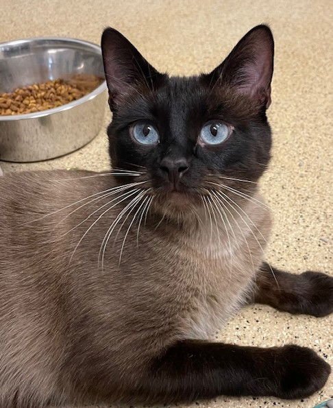 MARLEY - Siamese available for adoption