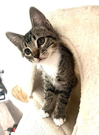 Kitten Abu - Photo 3