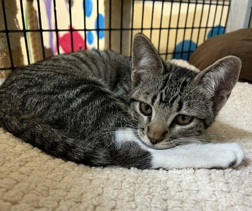 KITTEN ABU - Domestic Short Hair available for adoption
