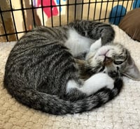 Kitten Abu - Photo 2