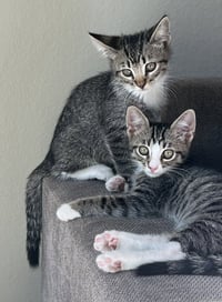 Kitten Abu - Photo 6