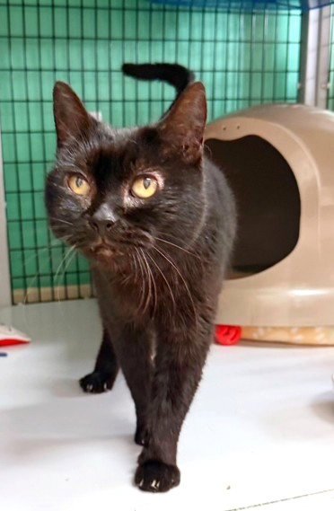 LAINEY - Domestic Short Hair available for adoption