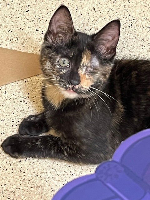 KITTEN ZOOBLEE ZECORA - Tortoiseshell available for adoption