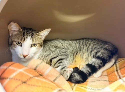 CASSIDY - Domestic Short Hair available for adoption